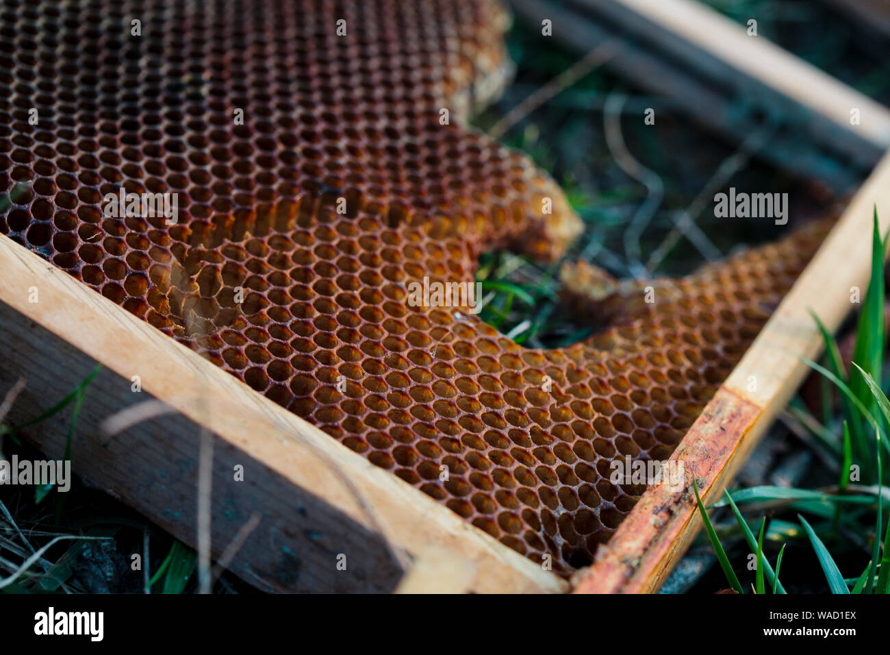 Inutilizzato un telaio di apicoltura con cera d'api Foto Stock