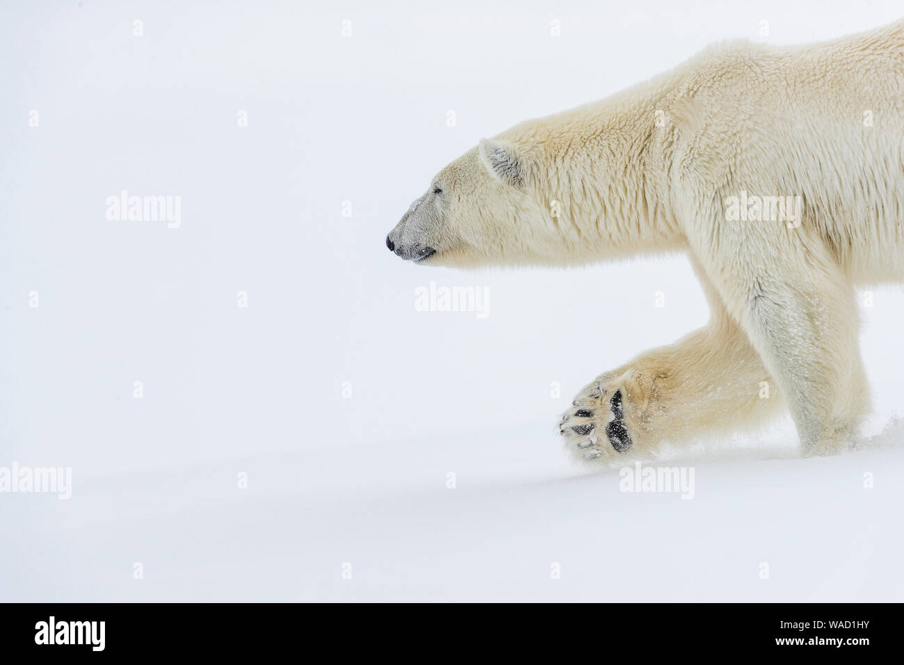 Un orso polare passeggiate nella neve, la sua zampa anteriore visibile Foto Stock