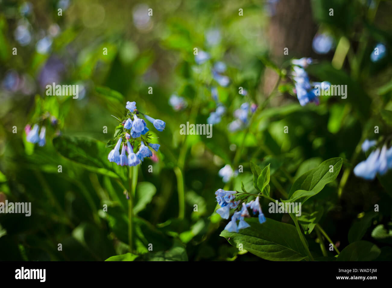 Close up bluebell fiori con sfondo Foto Stock