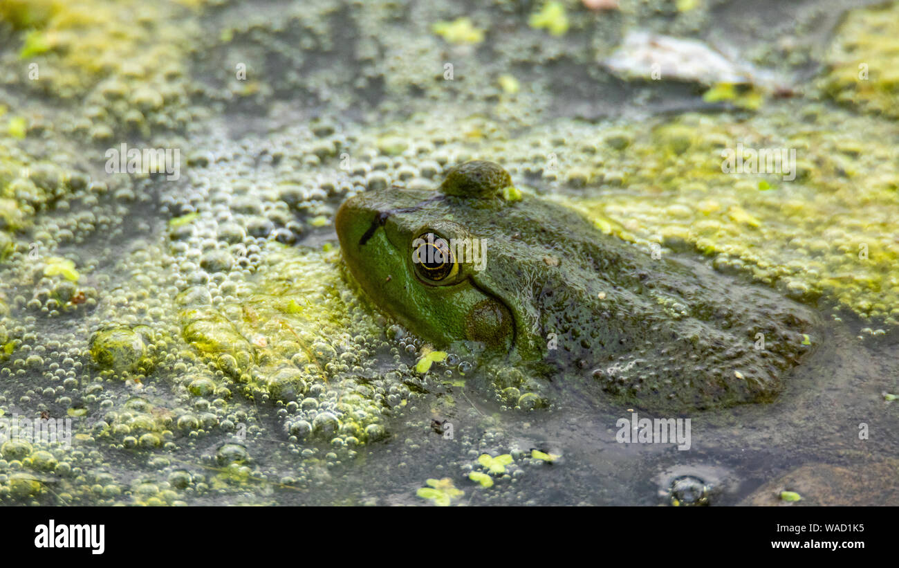American Bullfrog (Lithobates catesbeianus) Colorado, STATI UNITI D'AMERICA Foto Stock
