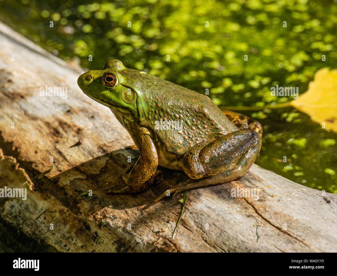 American Bullfrog (Lithobates catesbeianus) seduto su un log Colorado, STATI UNITI D'AMERICA Foto Stock
