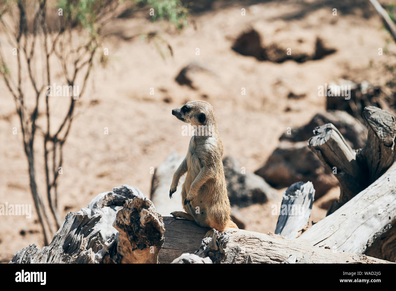 Vista laterale di meerkat lanky guardando intorno sul log in luogo caldo in Tenerife Foto Stock