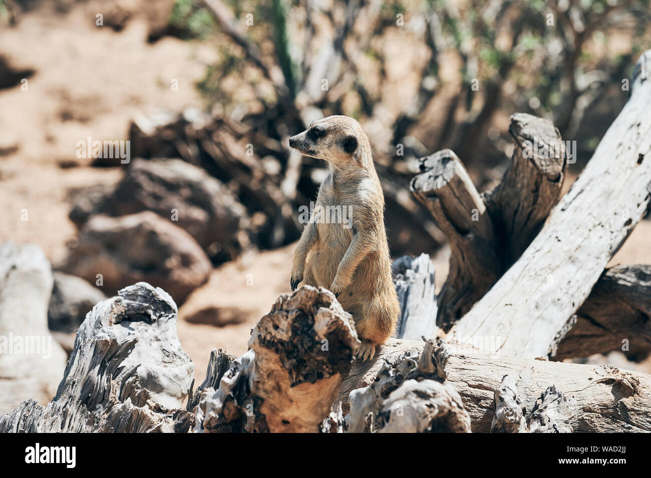 Vista laterale di vigile meerkat con pelliccia beige guardando intorno a Tenerife Foto Stock