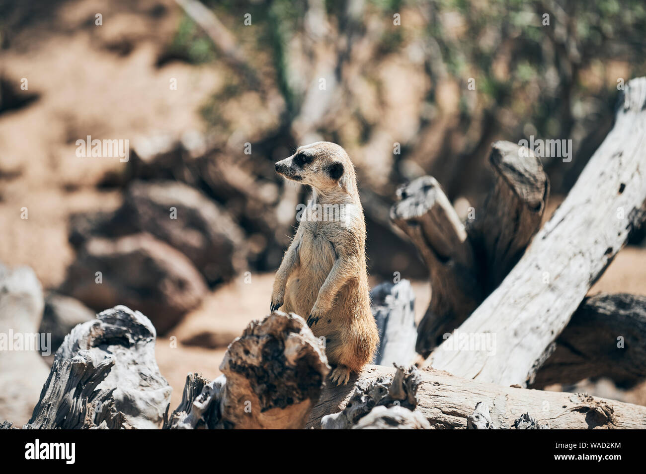Attento meerkat in piedi sulle zampe posteriori e studiare il terreno in Tenerife Foto Stock