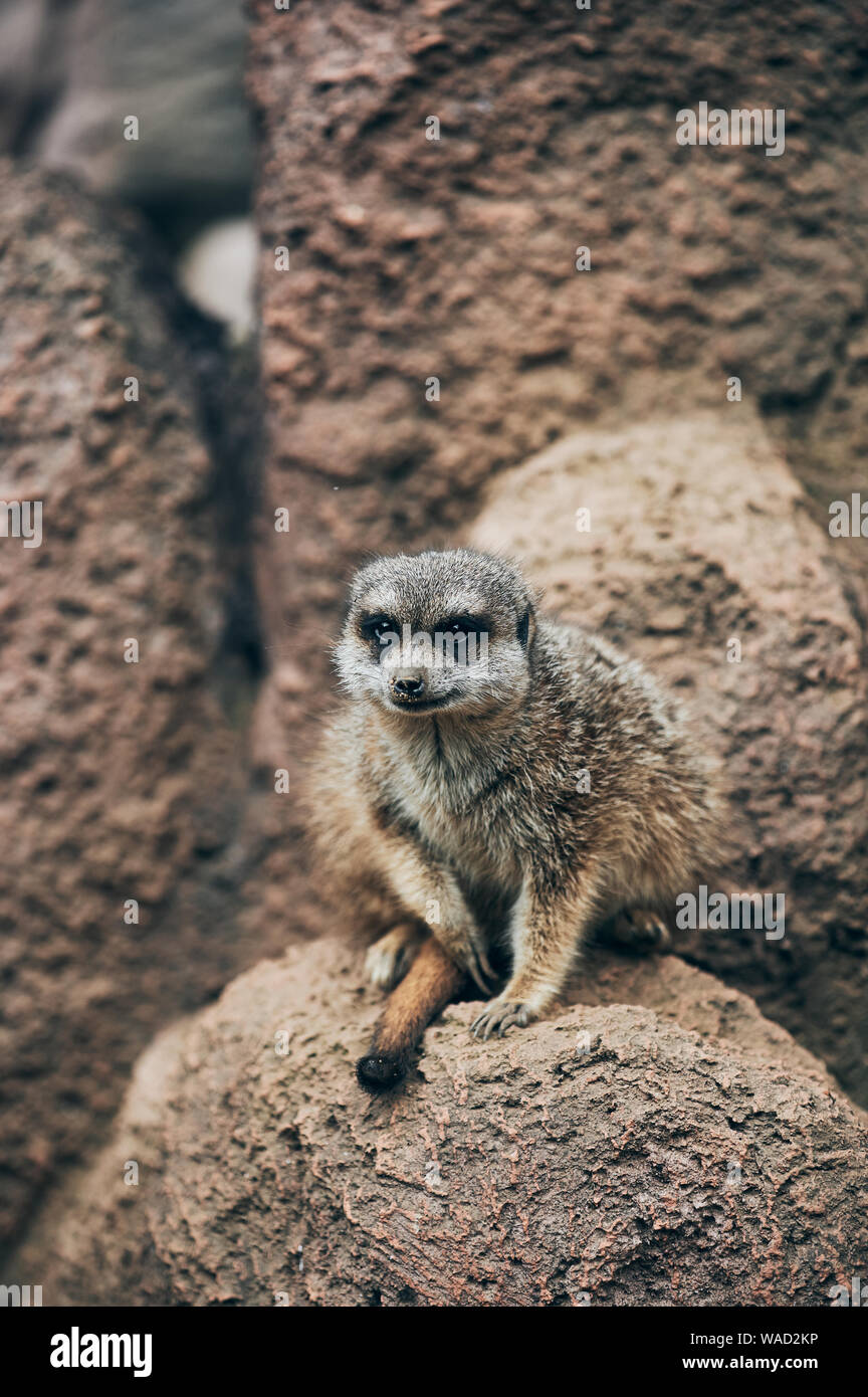 Piccolo, grazioso meerkat seduto sulla pietra e guardando intorno a Tenerife Foto Stock