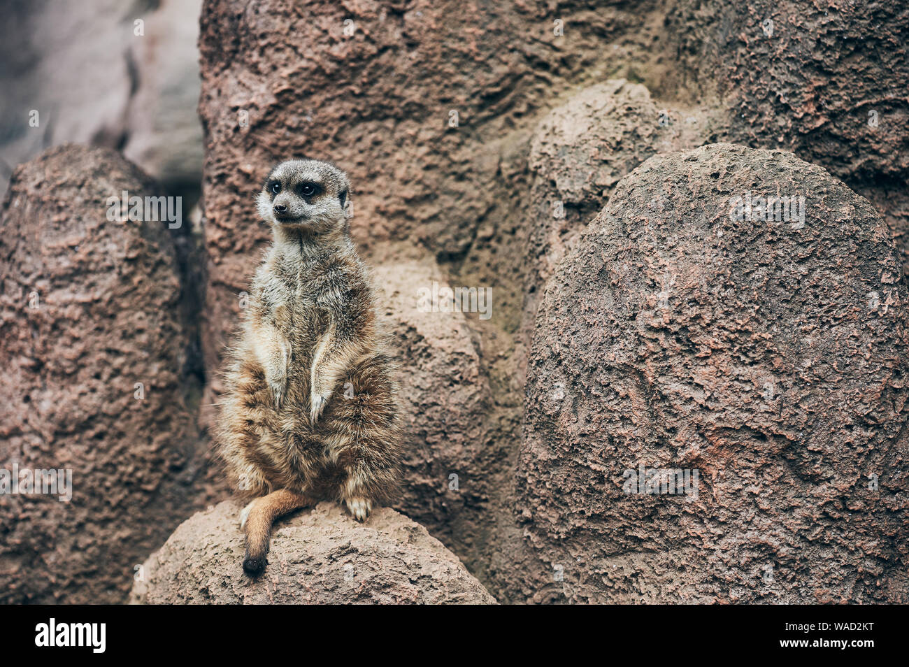 Carino piccolo meerkcat seduti sul grosso masso guardando intorno a Tenerife Foto Stock