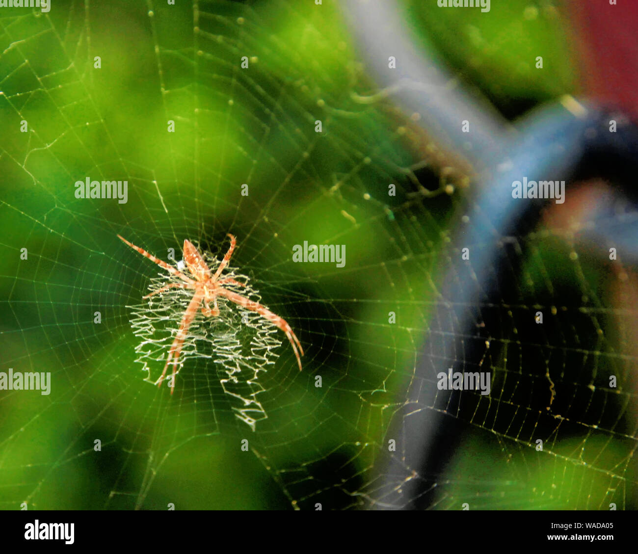 Un amichevole orb weaver giardino spider siede sul suo web su un portico in Oklahoma. Foto Stock