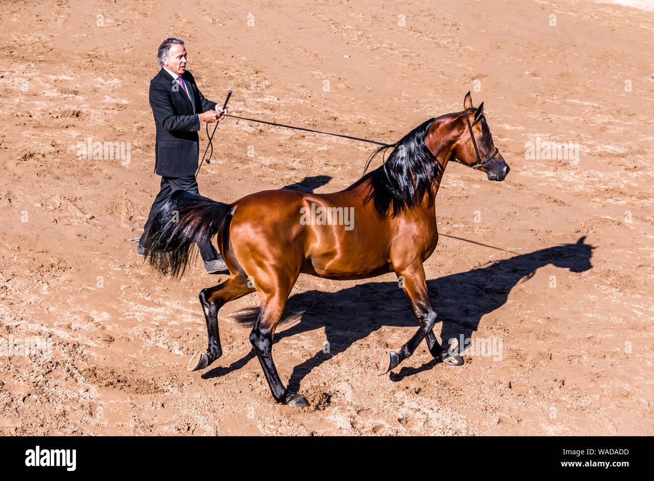Scottsdale Arabian Horse Show Preparazione Foto Stock