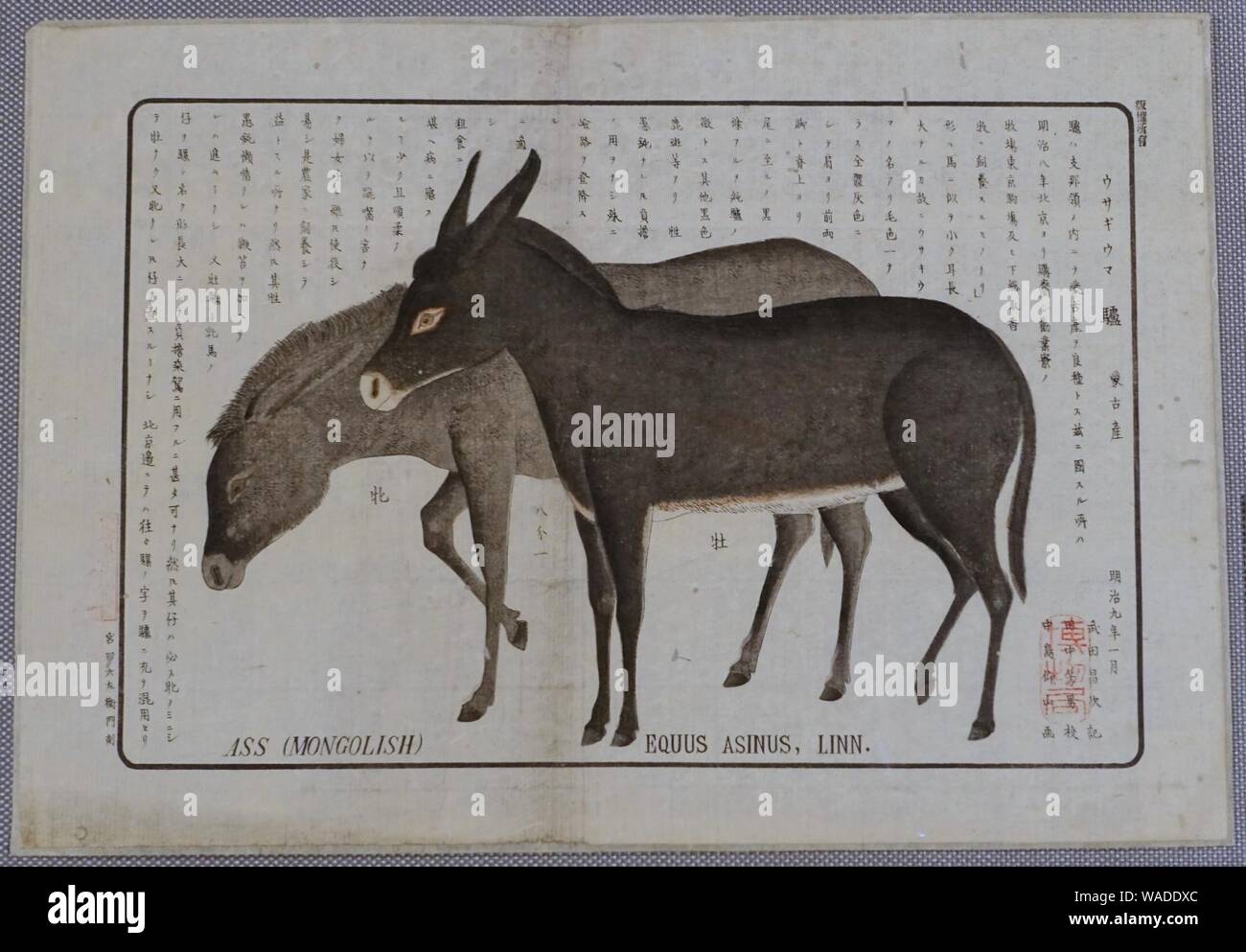 Asino, nelle stampe di animali, testo da Takeda Masatsugu, annotati da Tanaka Yoshio, illustrazioni di Nakajima Gozan, Giappone, epoca Meiji, 1800s annuncio, woodblock Foto Stock