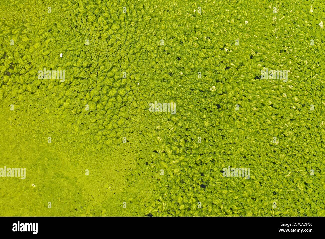 L'acqua di mare è coperto con alghe blu-verdi fioriscono lungo la spiaggia di Qingdao City, est della Cina di provincia di Shandong, 4 luglio 2019. Foto Stock
