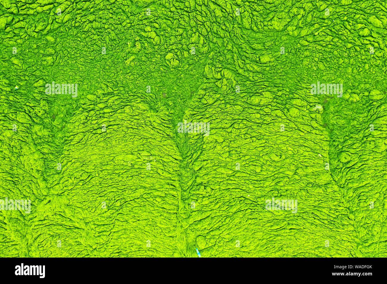 L'acqua di mare è coperto con alghe blu-verdi fioriscono lungo la spiaggia di Qingdao City, est della Cina di provincia di Shandong, 4 luglio 2019. Foto Stock