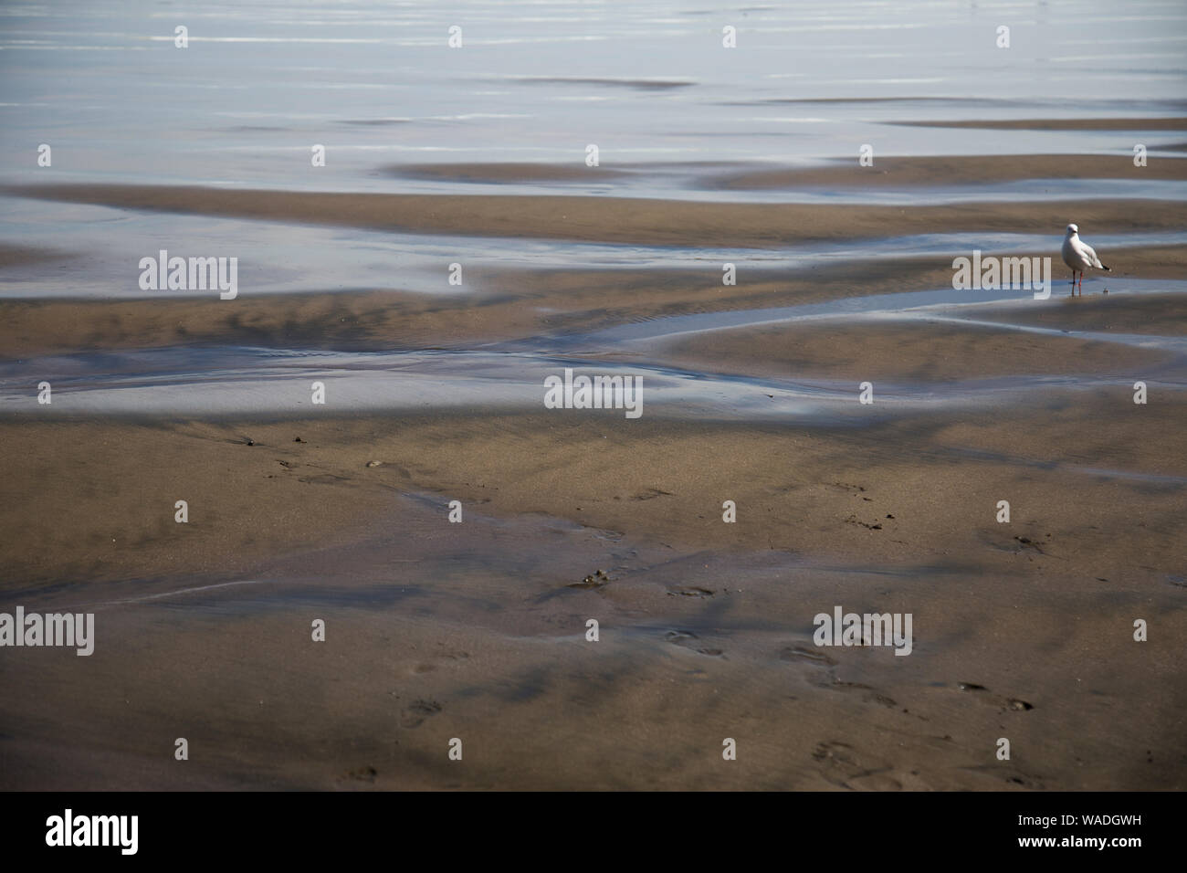Unico seagull permanente sulla spiaggia di sabbia nera a bassa marea. Acqua splendente, increspature nella sabbia. Porta i sentimenti e le emozioni di lonely, riflettenti la pace Foto Stock