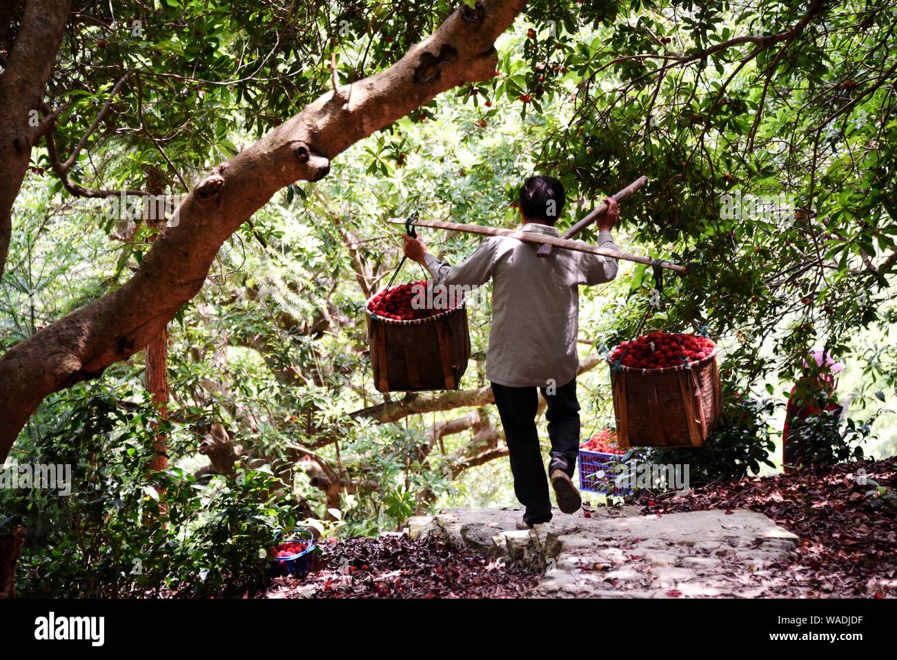 -FILE-un agricoltore porta due cesti di stepping waxberries giù per la collina, Xianju County, città di Taizhou, est della Cina di provincia dello Zhejiang, 24 giugno 2019. Foto Stock