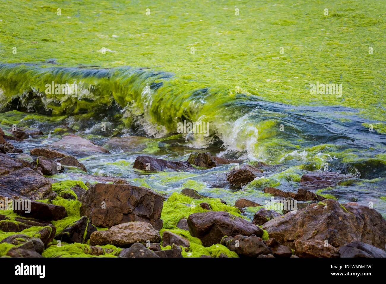 L'acqua di mare è coperto con alghe blu-verdi fioriscono lungo la spiaggia di Qingdao City, est della Cina di provincia di Shandong, 2 luglio 2019. Foto Stock