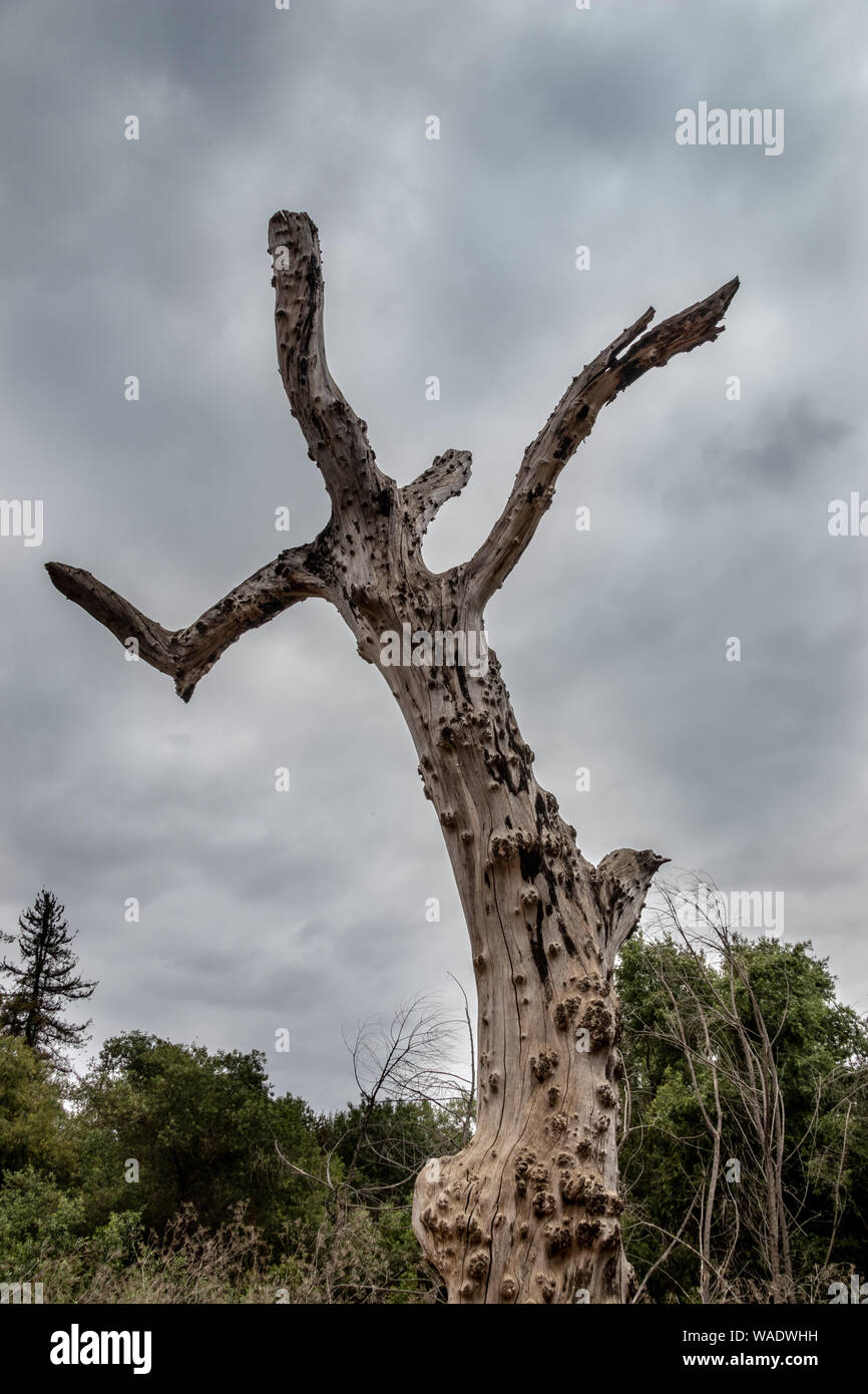 Creepy albero morto contro il cielo grigio Foto Stock