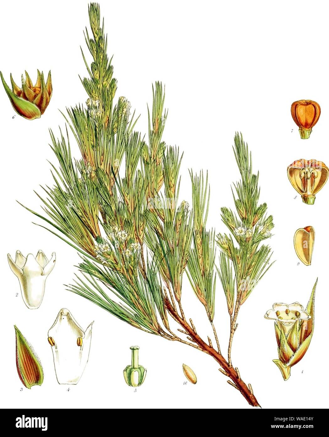 Dracophyllum scoparium-botanica dell' Antartide-PL033-0071. Foto Stock