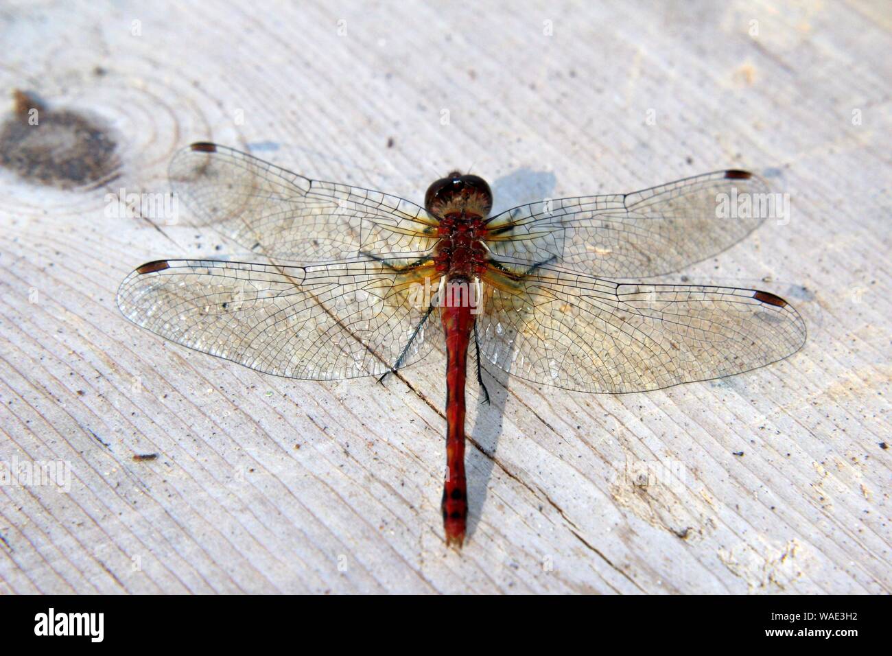 Guardando verso il basso su una Libellula rossa seduta su un ponte di legno Foto Stock