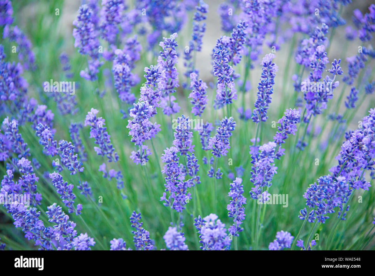 Close up di fiori di lavanda in un campo di lavanda Foto Stock