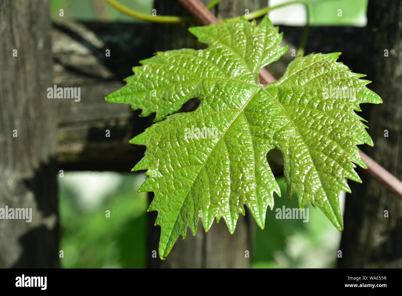 Close-up di una giovane foglia di vite di fronte ad un giardino recinto all'aria aperta Foto Stock