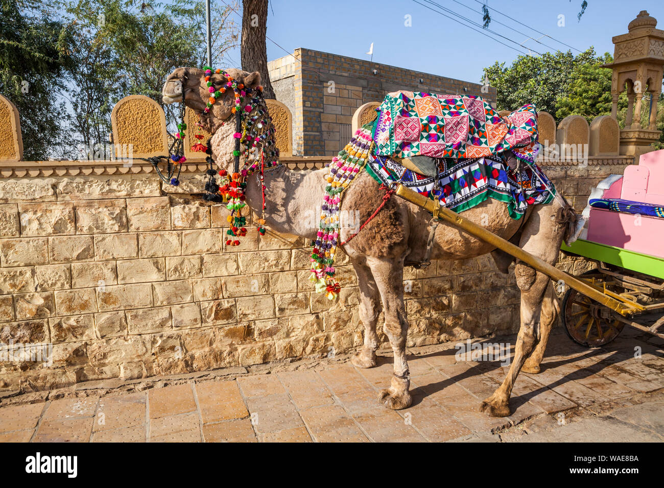 Un cammello sta attaccato a un carrello in Jaisalmer, India coperto con decorazioni. Foto Stock