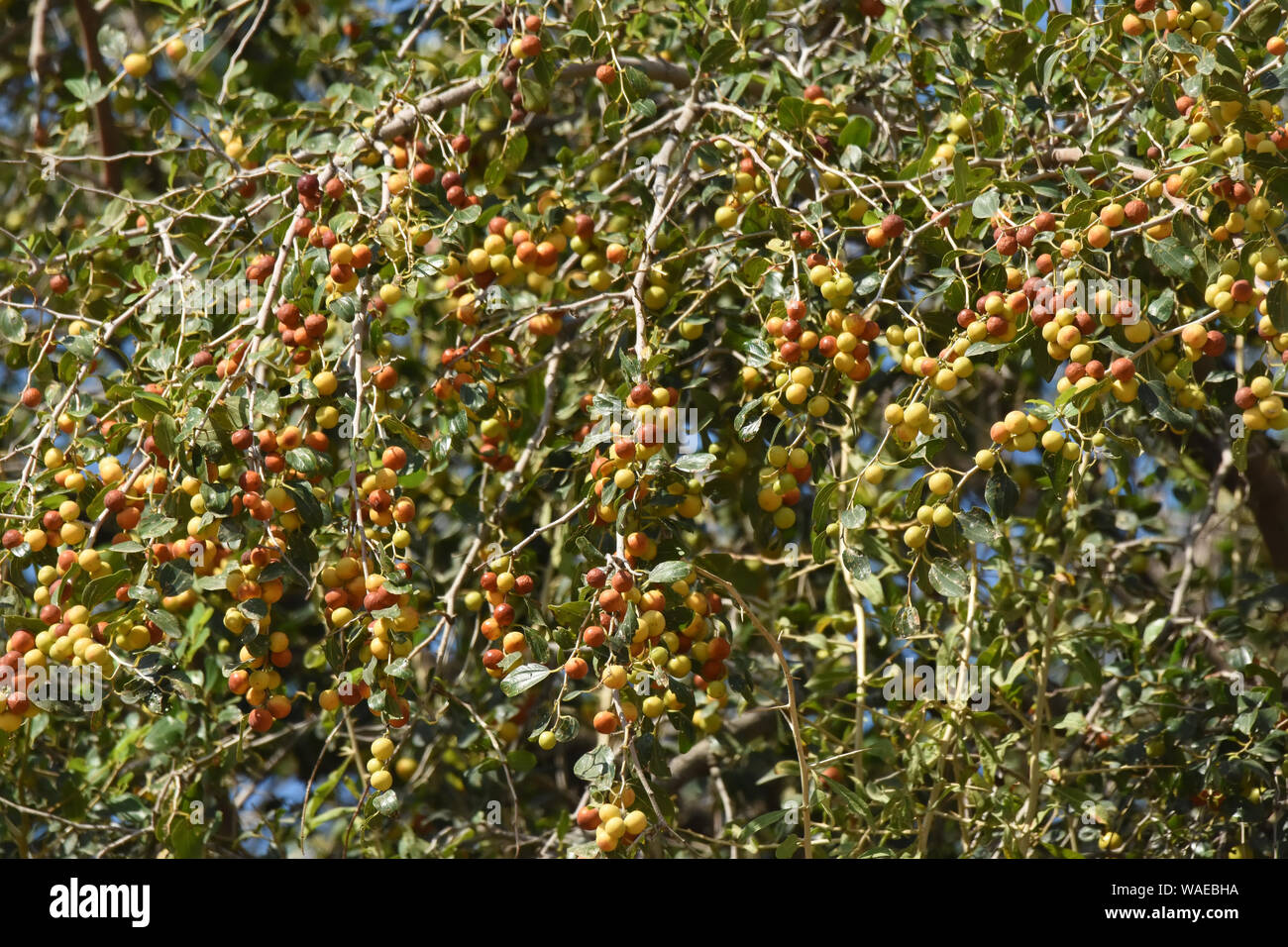 Cristo jujube thorn tree, Ziziphus spina-christi Foto Stock