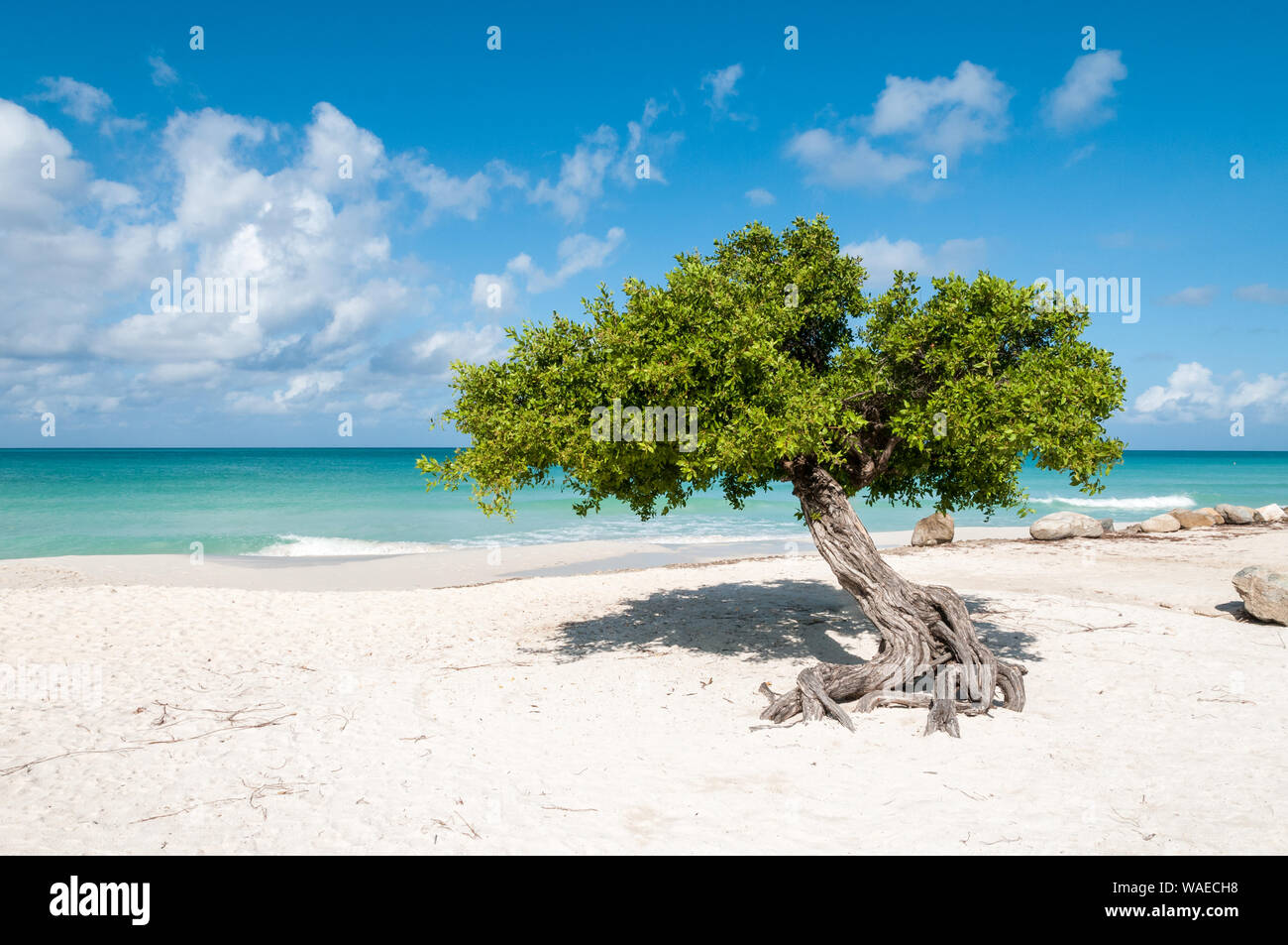 L'iconico divi divi tree sulla sabbia bianca di Eagle Beach all'isola caraibica di Aruba. Si tratta di una giornata soleggiata con cielo blu e nuvole bianche. Il turqui Foto Stock