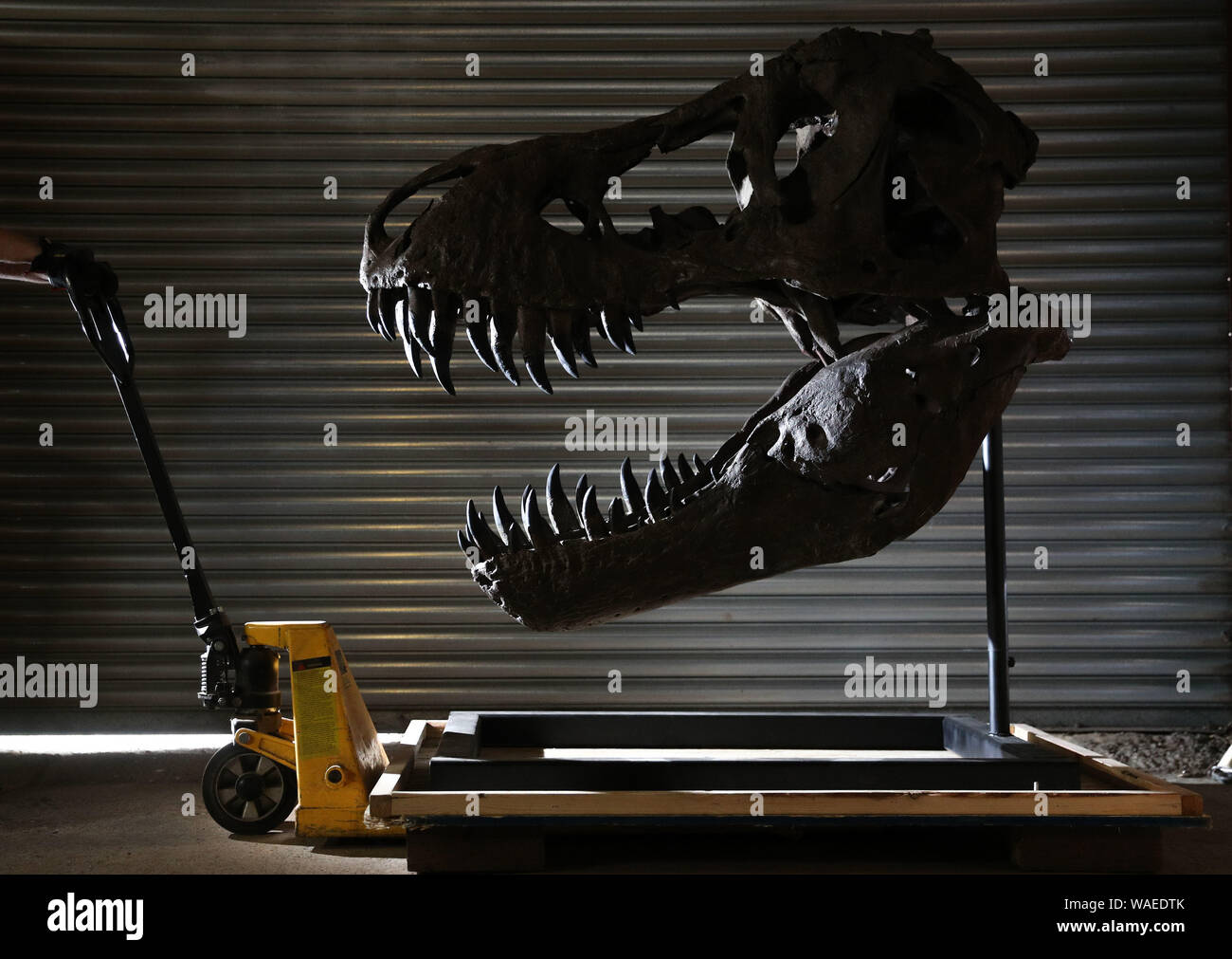 È MONTATO UN 5-piede Tyrannosaurus Rex cranio dal 2018 film Mondo Jurrasic: caduto Regno (stima ??20 fino a -30.000), durante un'anteprima del prossimo film e televisione memorabilia asta al Prop Store sede vicino a Rickmansworth. Foto Stock