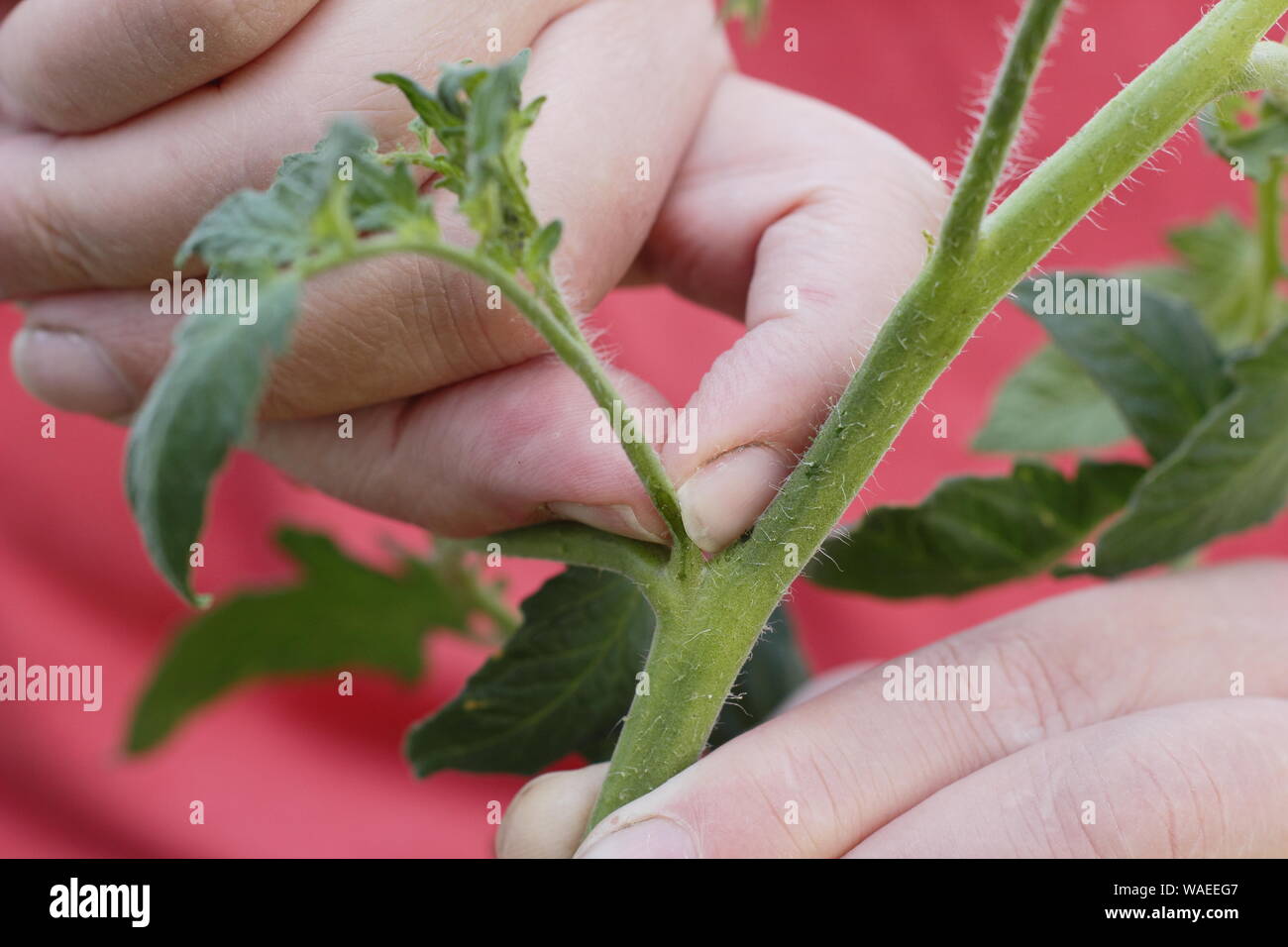 Solanum lycopersicum 'Sweet milioni di euro". Pizzicare allargando le dita germogli laterali (Lateral) su un cordone di piante di pomodoro a mano. Modulo Gas Anestetici Foto Stock