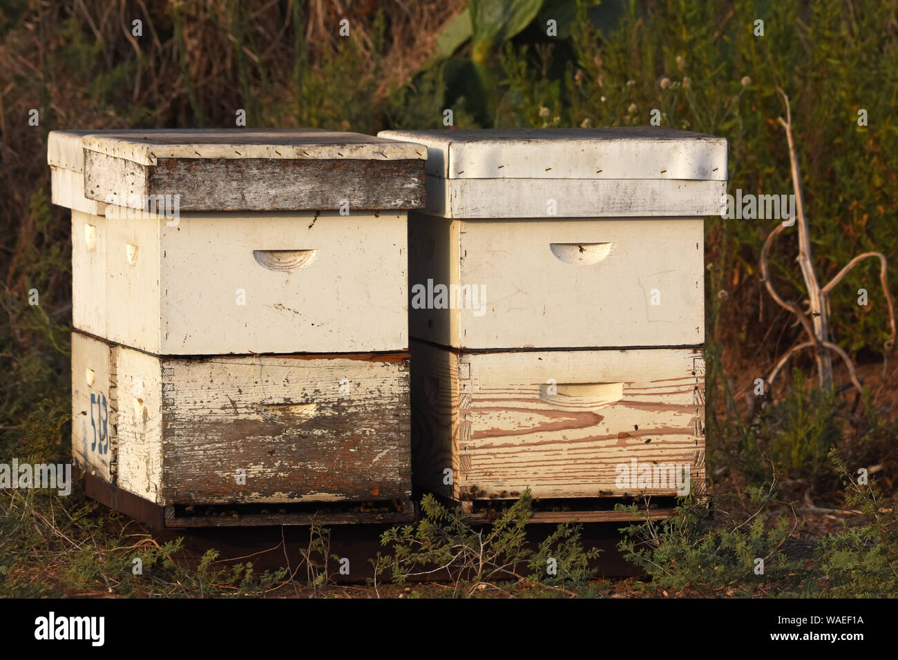 Un paio di alveari nel campo Foto Stock