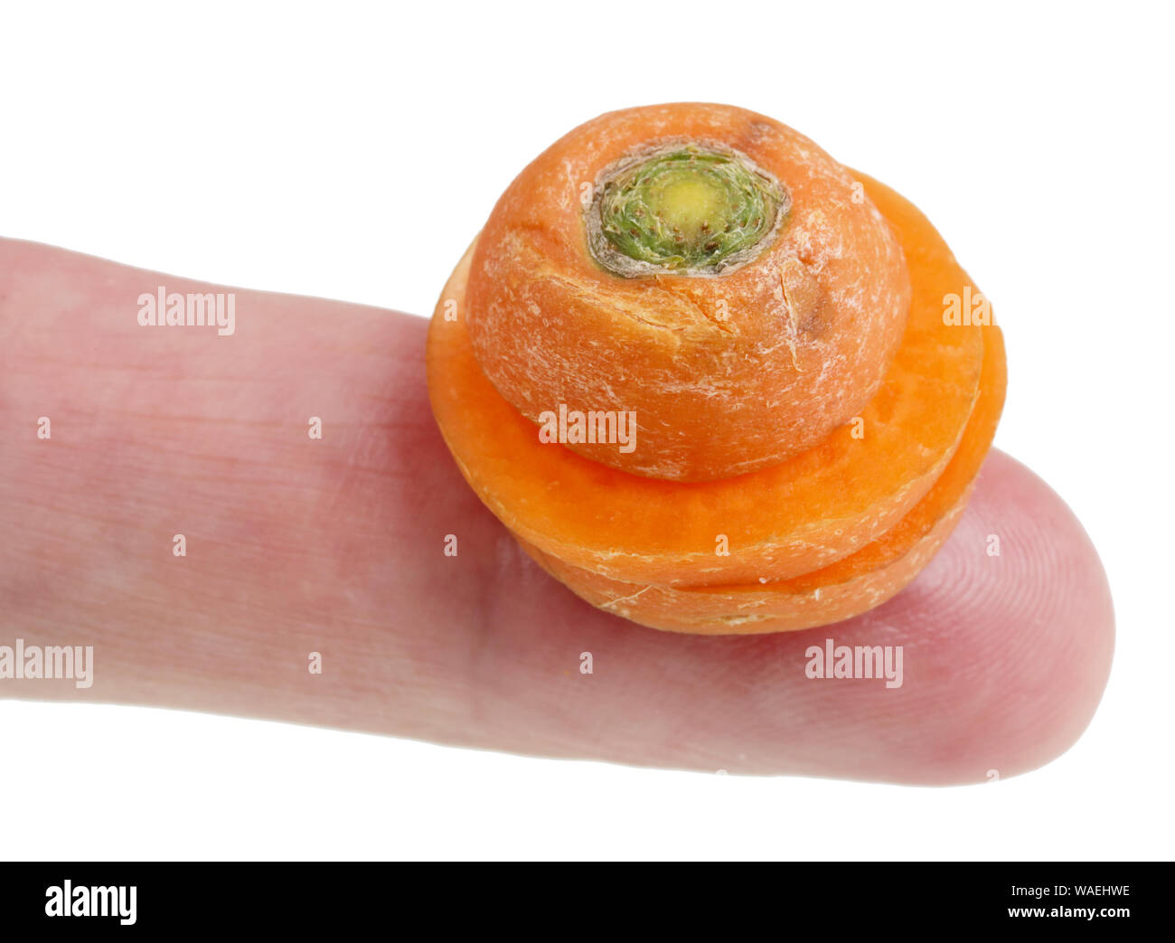In futuro potremo mangiare questo concetto - piccolo brutto male fette di carota sul dito. Isolato su bianco studio macro Foto Stock