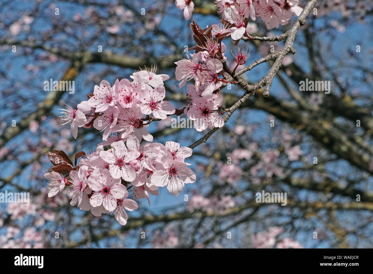 Un ramo di fioritura di viola-foglia prugna Foto Stock