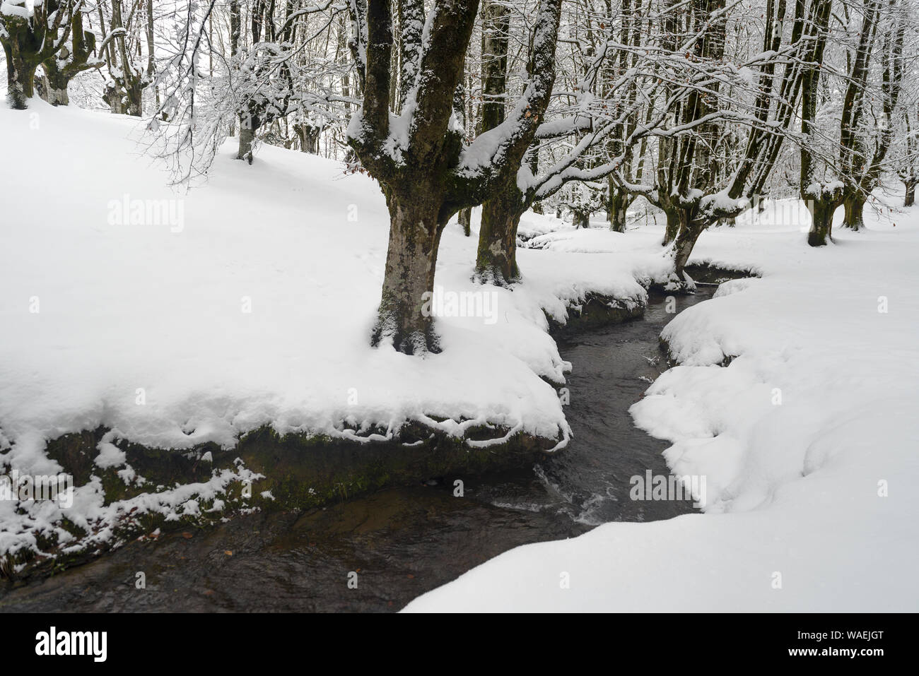 Otzarreta foresta di faggio in inverno, Gorbea Parco Naturale, Vizcaya, Spagna Foto Stock