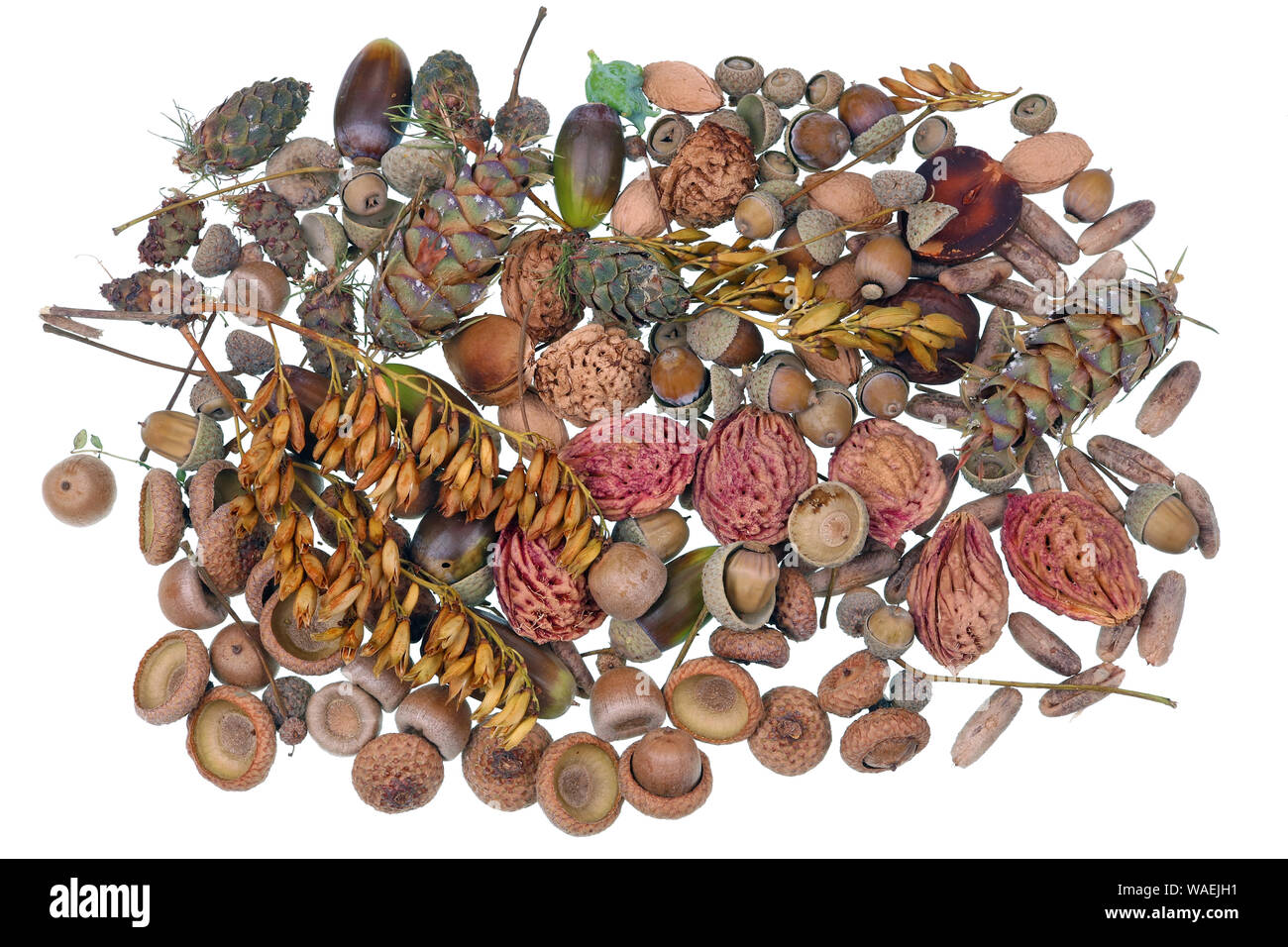Asciugare le ossa ghiande noci e semi per la casa artigianato e creatività. Isolato su bianco studio macro Foto Stock