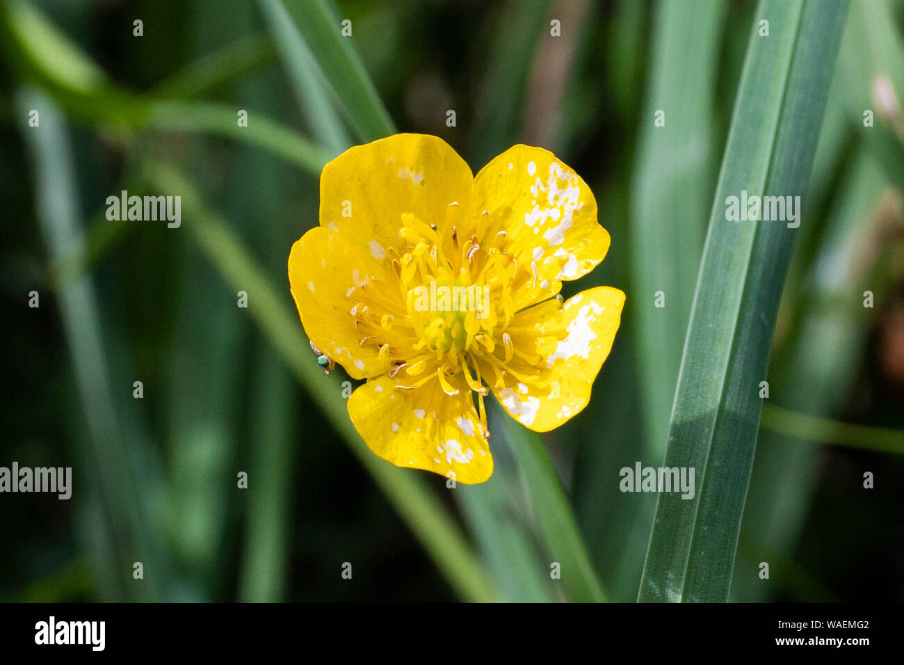 Ranuncolo fiore selvatico, close-up di un fiorire di colore giallo brillante e ranunculus. Foto Stock