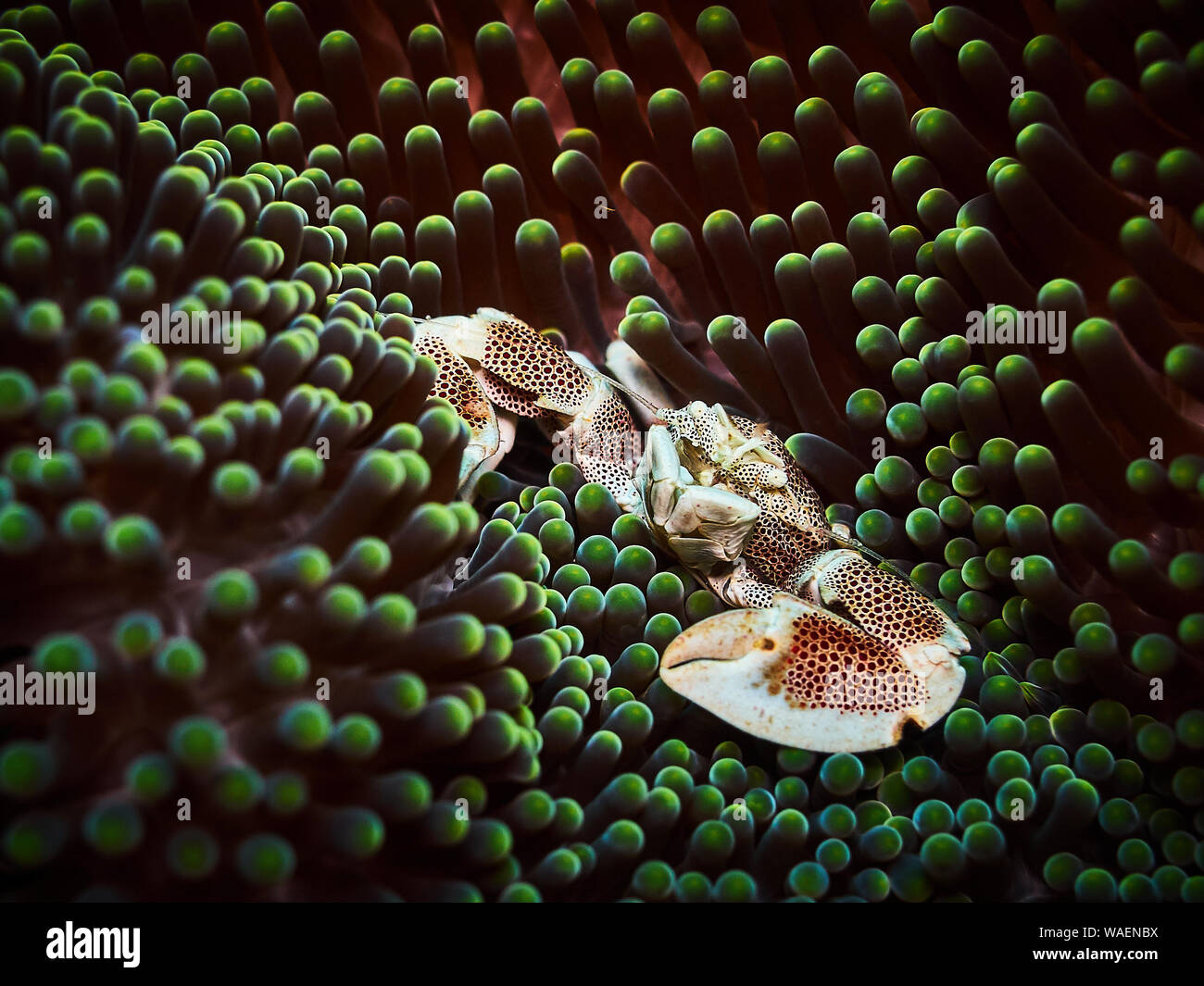Il granchio di porcellana nella sua anemone Foto Stock