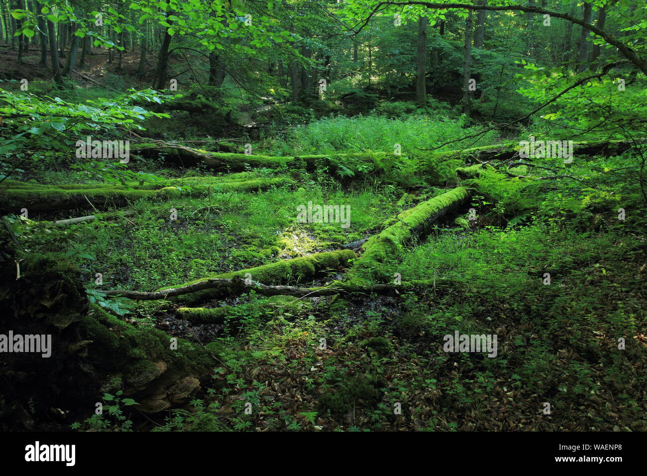 Vecchia foresta alluvionale con caduti e rotture di alberi e vecchi log. Cisowa Riserva Naturale, Gdynia, Polonia Foto Stock