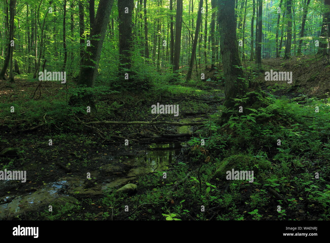 Foreste alluvionali in estate. Cisowa Riserva Naturale, Gdynia, Polonia Foto Stock