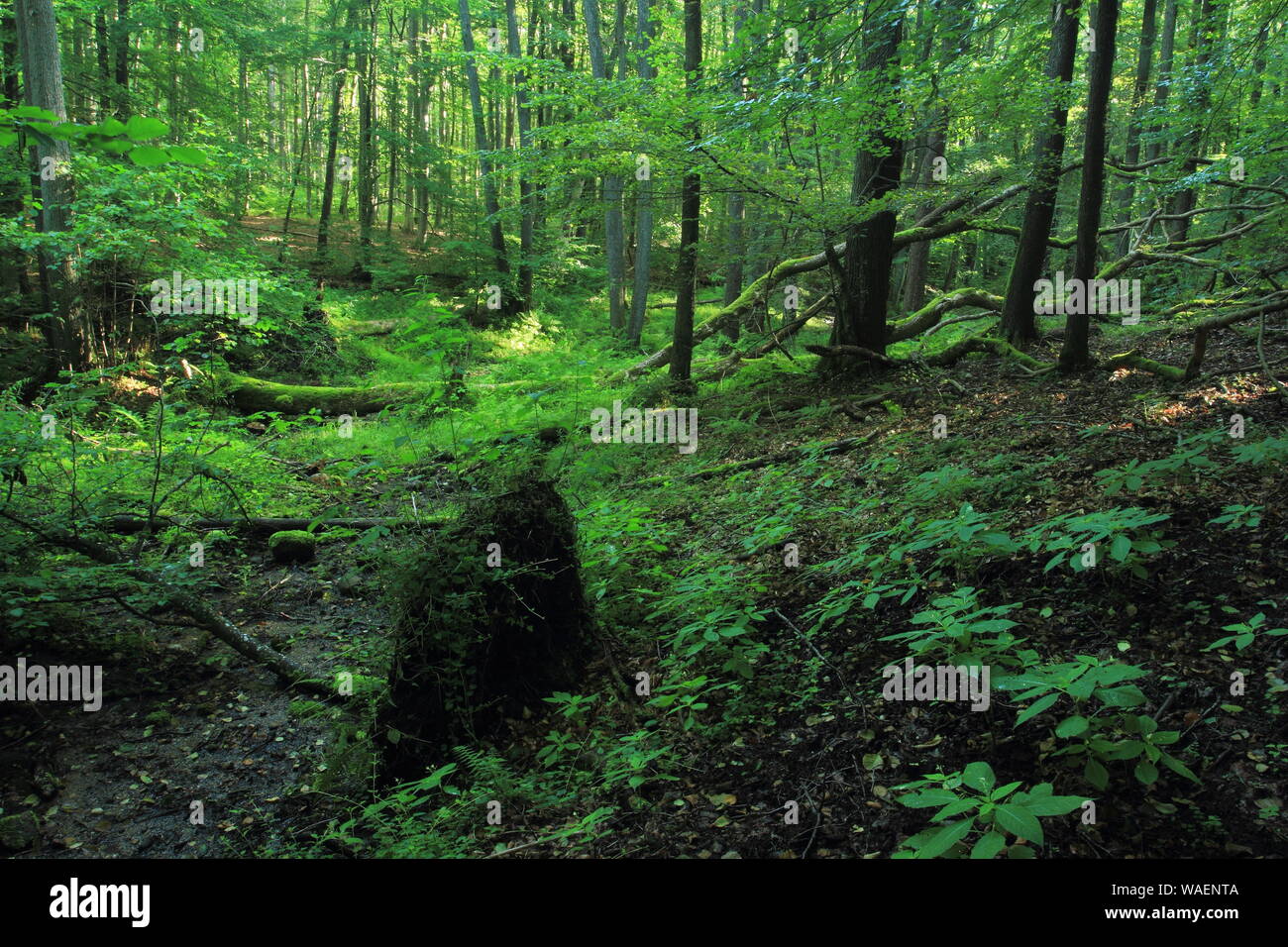 Vecchia Foresta d'estate. Bosco ripariale con alberi caduti, Cisowa Riserva Naturale, Gdynia, Polonia Foto Stock