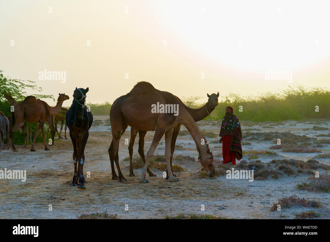 Dromedari guardato da Fakirani persone all'alba, grande Rann di Kutch deserto, Gujarat, India Foto Stock