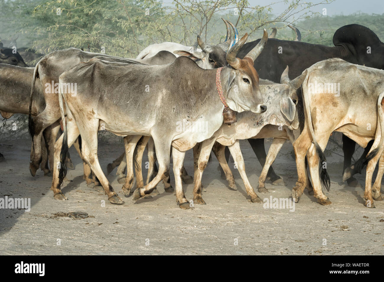 Allevamento di mucche, grande Rann di Kutch deserto, Gujarat, India Foto Stock