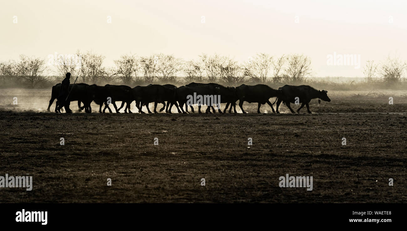 Allevamento di mucche, grande Rann di Kutch deserto, Gujarat, India Foto Stock