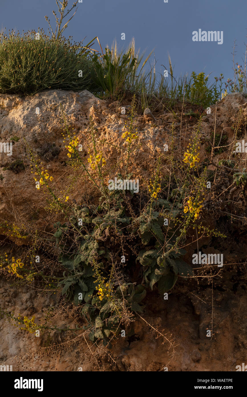 Un endemico mullein, mullein cretese, Molène arcturus, sulla scogliera a sud di Creta, Grecia. Foto Stock