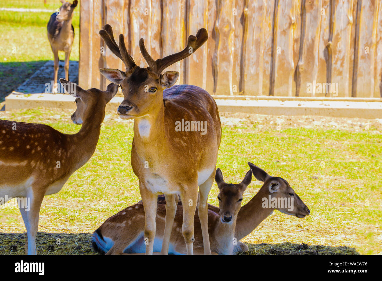 Grande gregge di sika giovane cervo in una giornata di sole in natura Foto Stock