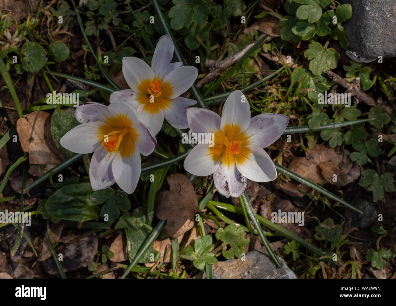 Crocus sieberi sieberi ssp in alta montagna bianca, occidentale di Creta. Foto Stock