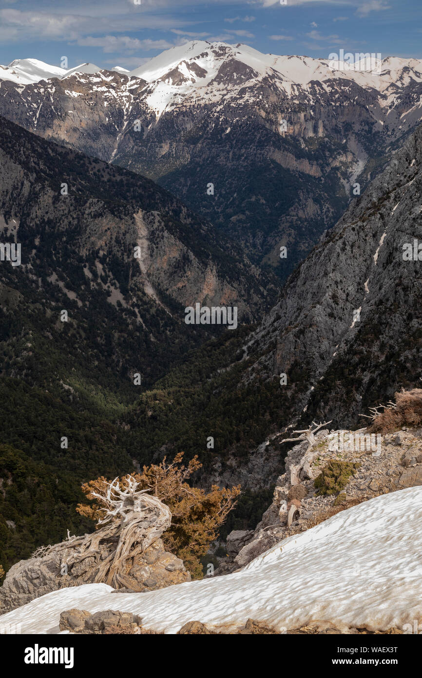 Mediterraneo antico, cipresso Cupressus sempervirens, alta nelle White Mountains, Creta occidentale. Foto Stock