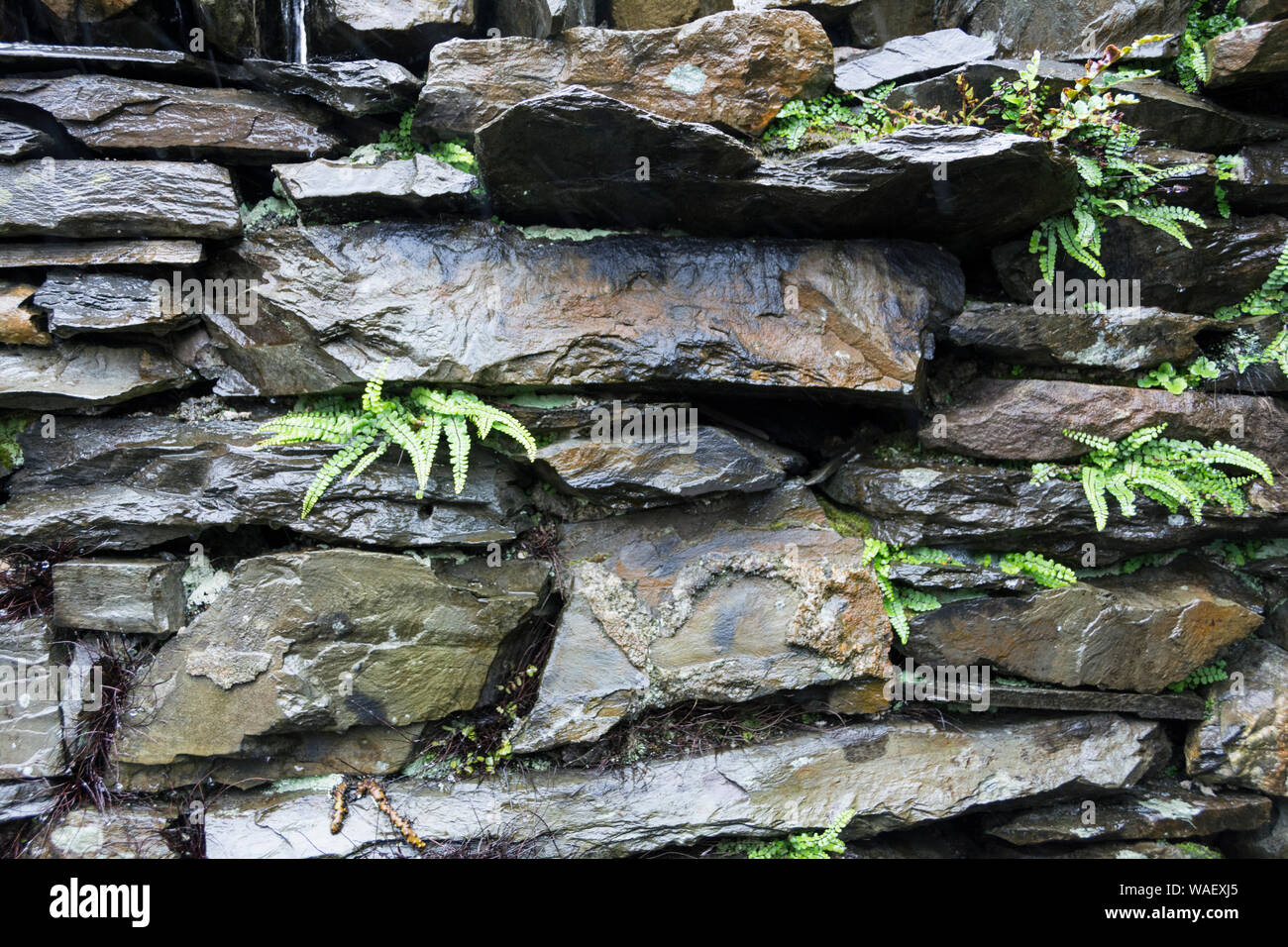 Murature di ardesia e muri in pietra a secco nel distretto del lago, Cumbria, Regno Unito Foto Stock