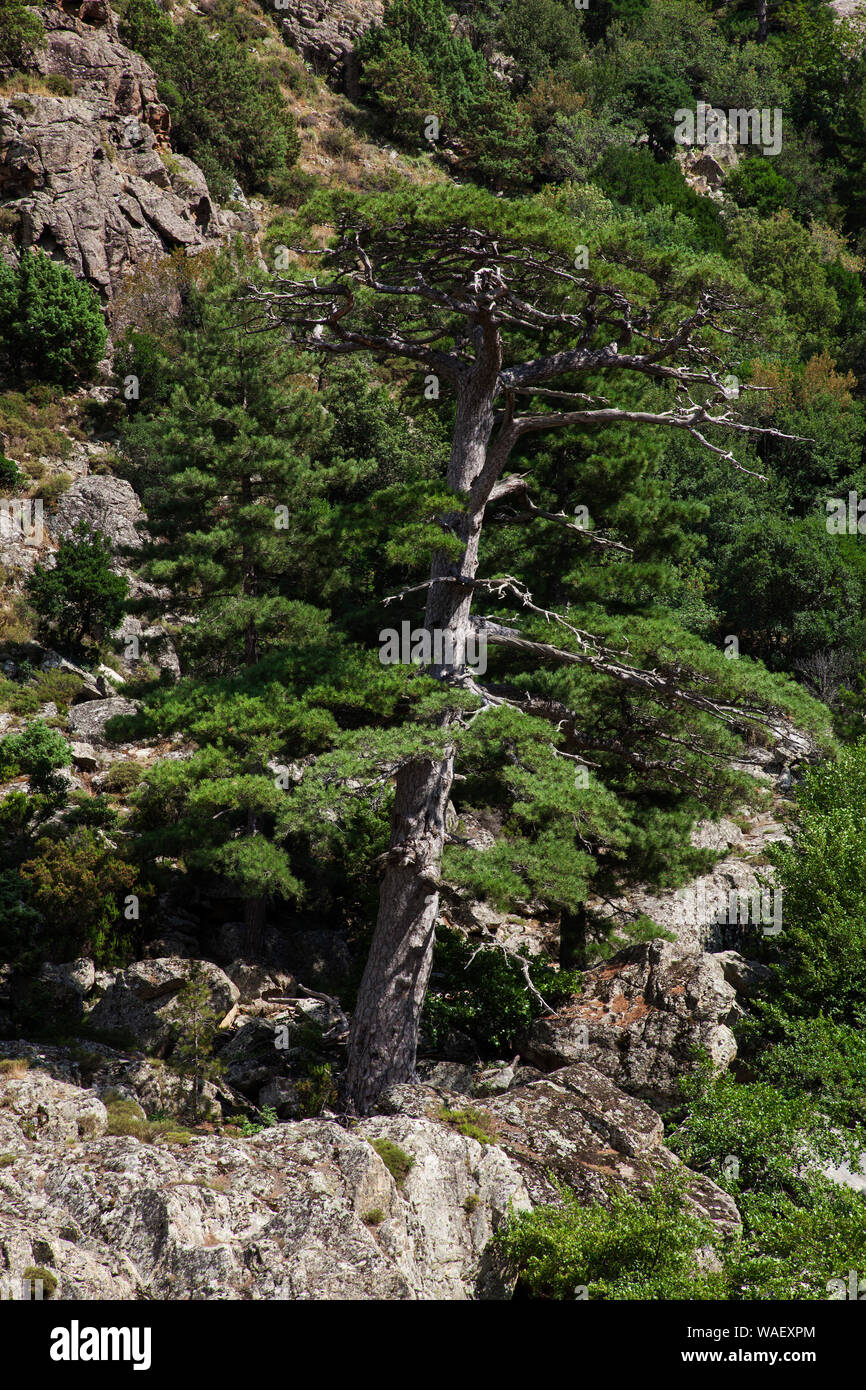 La Corsica Antica pine Pinus nigra subsp. larcio, Scal di Santa Regina, Parco Naturale Regionale della Corsica, Francia, Luglio 2018 Foto Stock