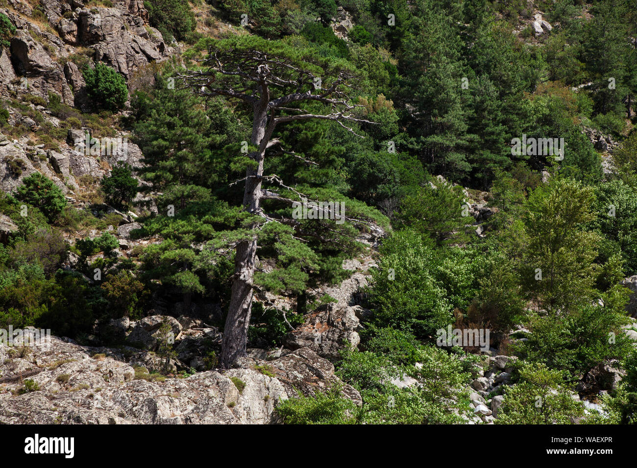 La Corsica Antica pine Pinus nigra subsp. larcio, Scal di Santa Regina, Parco Naturale Regionale della Corsica, Francia, Luglio 2018 Foto Stock