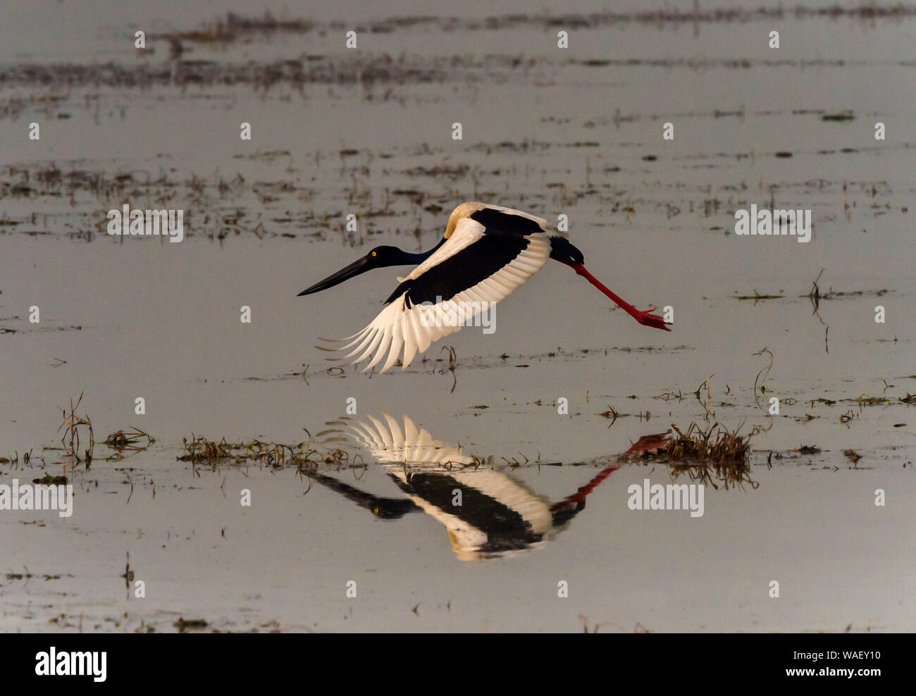 Nero-Cicogna a collo alto in volo, Ephippiorhynchus asiaticus, Bharatpur Rajasthan, India. Foto Stock