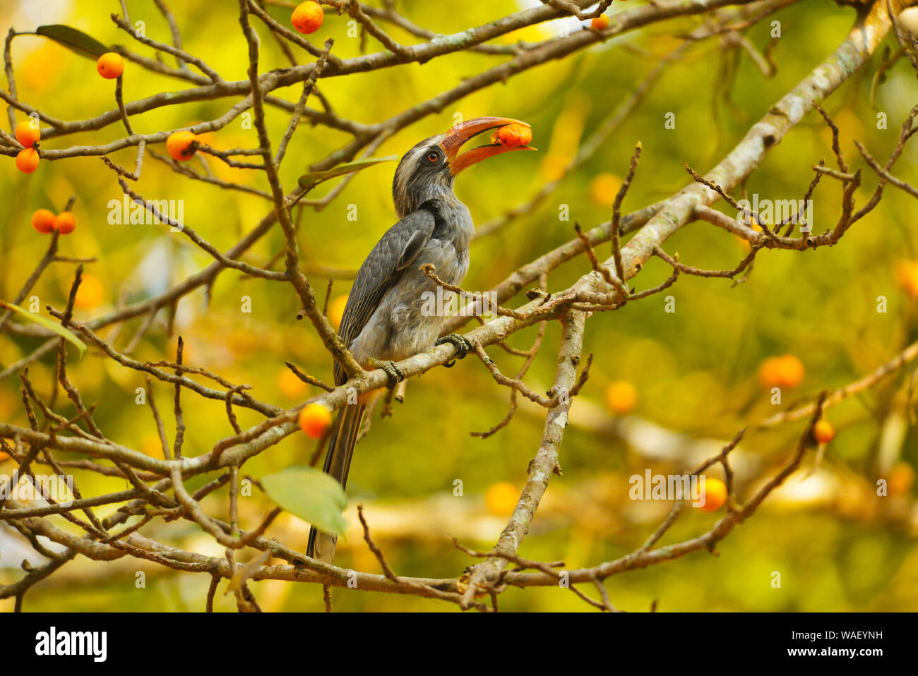 Grigio hornbill, Ocyceros birostris, Dandeli, Karnataka, India. Foto Stock